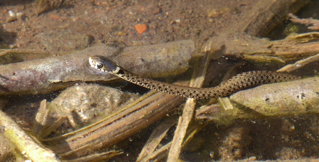 Rêver de serpent : les significations en oniromancie selon la couleur, l&rsquo;attitude et les traditions
